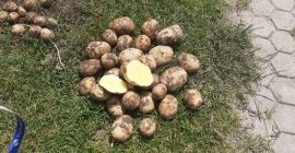 Venderé papas orgánicas con certificado de 100 toneladas en