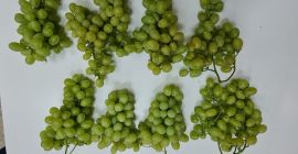 Comedor, postre en forma de uvas. Los racimos son