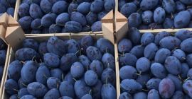 Vendo Plum Stenley, para comida vendo ciruelas y para