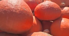 Hola, vendo bonitas y jóvenes calabazas de Hokkaido. Creció