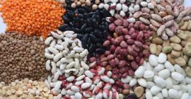 Frijoles en surtido. Más de 20 variedades La compañía