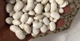 Vendo frijoles de alta calidad de cosecha blanca 2021