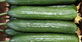 Pepinos meva. Los productos se encuentran en Polonia. Pago