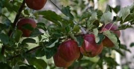 Venderé manzanas 100% orgánicas, varias variedades. El huerto está