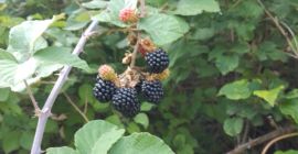 Vendo moras frescas por encargo y cantidad.