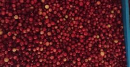 Venderé arándanos de pantano, limpios, completamente maduros. Un gran