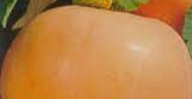 a la venta calabazas obesas peso 8-15 kg suelo