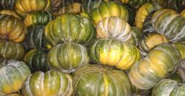 Hola, tengo calabazas moscatel a la venta, grandes cantidades,