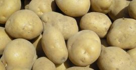 Hola. Vendo papas comestibles, variedad halcones sin fertilizantes, 2021.