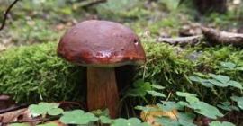 Boletus en la cantidad de 10-20 kg, mi propia