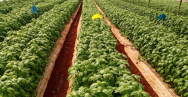 Albahaca disponible en Kenia. Certificación Global GAP. Pedido mínimo