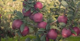 Ofrece manzanas de la variedad Adams, tamaños superiores a