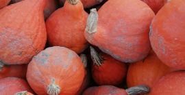 Venderé calabazas de Hokkaido, calidad de mercado, alrededor de