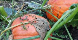 Calabazas con un peso de 10 kg a 60