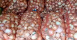 Gran cantidad de cebollas planas