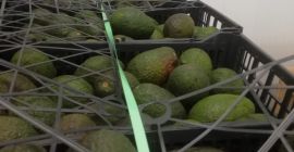 Cantidad mínima 1000 kg Calidad asegurada