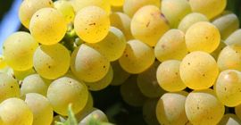 Vendo uvas de producción propia del viñedo Dragasani, provincia