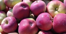 Venderé un bonito Lobo 7+ por el peso en