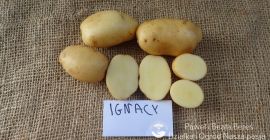 Venderé patatas Gala e Ignacy. Envasado en sacos de