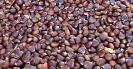 Castaña fresca ecológica