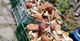 Recomiendo champiñones frescos