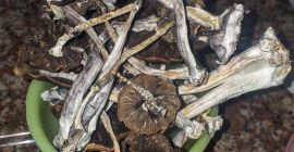 Cultivamos las mejores setas y tope con productos ecológicos