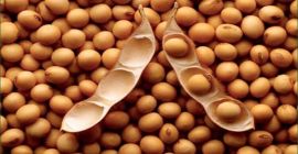 Compraré soja. Auto-recogida Regularmente compro soja del campo, almacén,