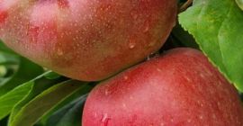 deliciosas manzanas frescas, dulces y jugosas directamente del huerto