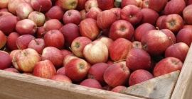 Venderé manzanas gala recién cogidas