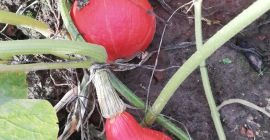 Venderé calabazas hokaido, bien coloreadas, unas 15 toneladas