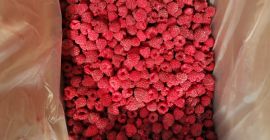 Frambuesa congelada de Bielorrusia 2021 Frambuesas en cajas de