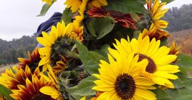 Girasol decorativo para flor cortada &#39;Taiyo&#39; (Helianthus Annuus) Hola.