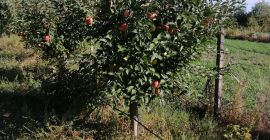 Frutas, con Barcea, condado de Galati