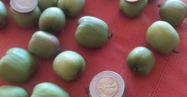 Hola, vendo un mini-kiwi. Mercancías del monte, embaladas de