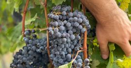 Venta de uvas - Variedades de vino - Cabernet