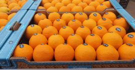 La empresa Laverida busca un distribuidor de cítricos en