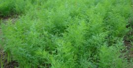 Venderé cantidades al por mayor de eneldo joven en