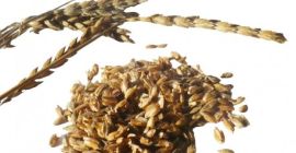 Hola, estoy buscando comprar 200 kg de espelta de