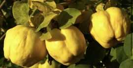 Membrillo de qrower a la venta en gran cantidad