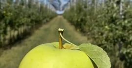 Desde el principio del mundo, cuando la manzana era