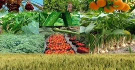 Hola soy un proveedor y productor de frutas y