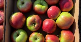 Manzanas para consumo