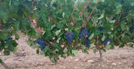 Sprzedaje się 40 ton winogron tempranillo, doskonałej jakości. Znajdują