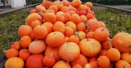 Venderé una calabaza de mi propia granja. Precio por