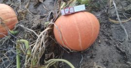 Hola, tengo que ofrecer calabazas Otylia en su conjunto