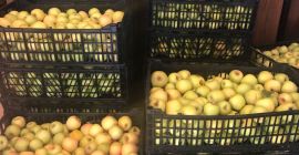 La Golden es amarilla de piel lisa y pulpa