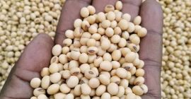 Habas de soja disponibles. Condiciones de pago TT. Origen: