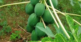 Jugo de papaya