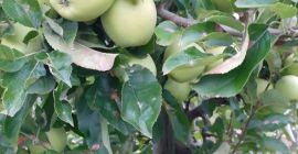 Venderé champú golden princ jonagored red szif