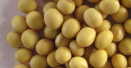 Soja de excelente calidad.